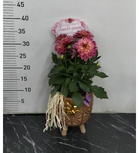 ayaklı saksı da dahlia (Yıldız Çiçeği)